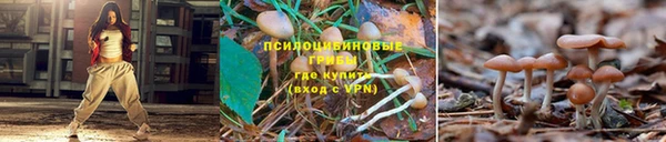 сатива Лагань